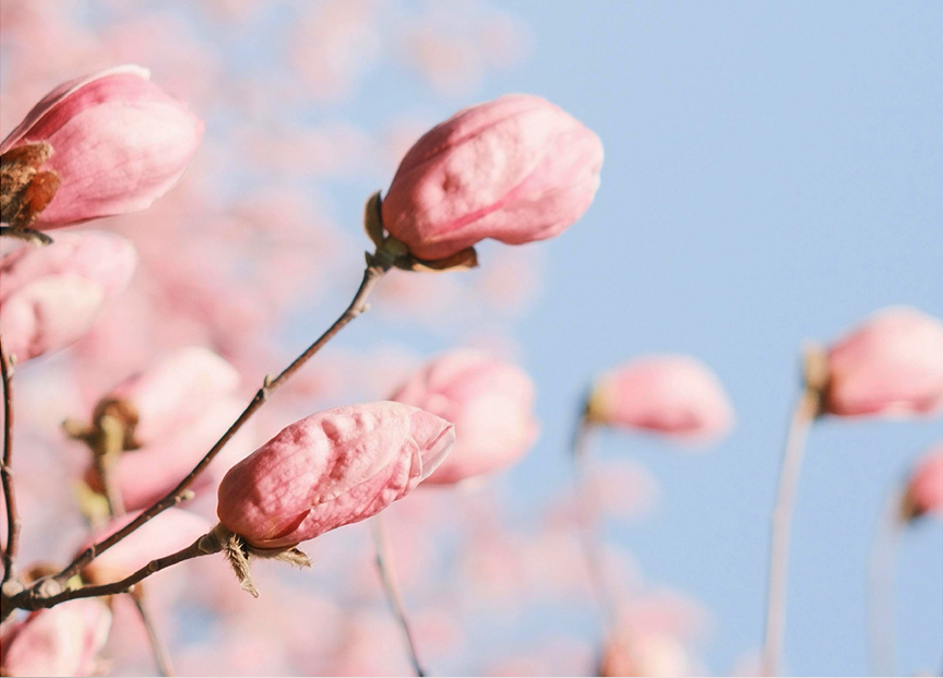 鲜萃百花，灵气之茶。